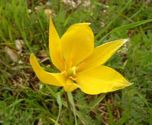 Tulipa sylvestris / Tulipano selvatico dei campi